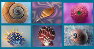 Shell Sensations Screen Saver screenshot